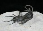 Alien Looking Ceratarges Trilobite #5561-6
